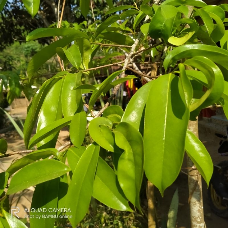 

DAUN SIRSAK TUA PERLEMBAR/HERBAL ALAMI