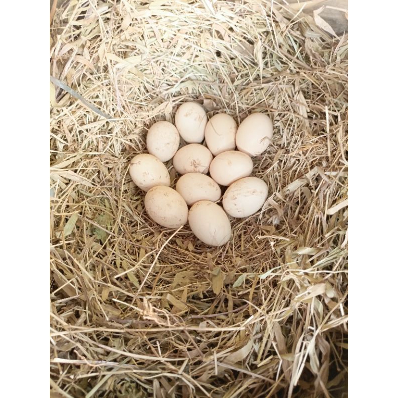 telur fertil ayam ganoi ori