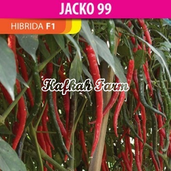 Benih 10 Biji Cabe Keriting JACKO F1