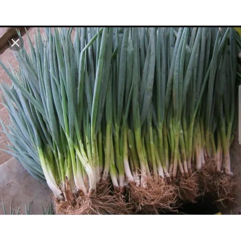 

bawang daun