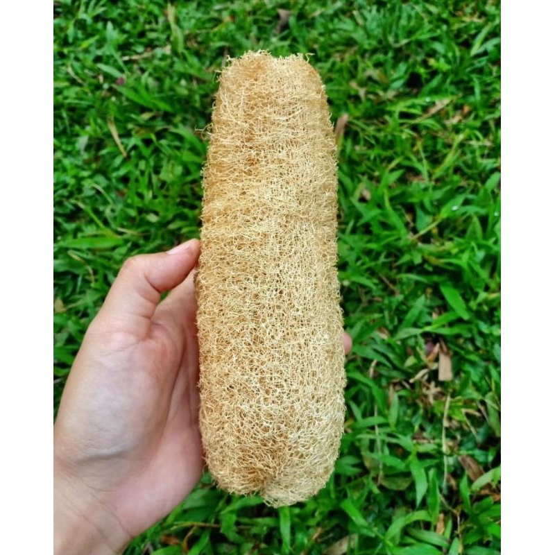 loofah (sponge mandi) sponge alami oyong gambas