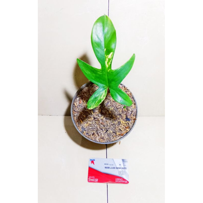 FLOBE 1 DAUN PANCING tunas var menor