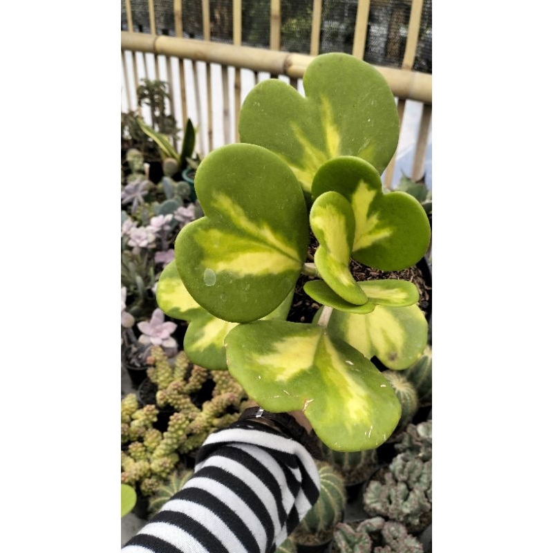 Hoya Love Cluster var / Tanaman merambat