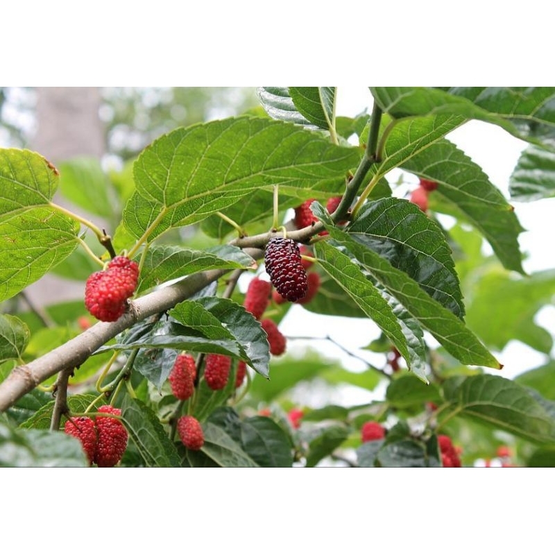 Bibit Buah MURBEI - Bibit Pohon Buah murbei