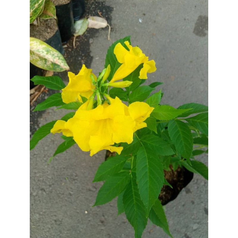 _Adudushop Tanaman Hias Tecoma/Tekomaria Bunga Kuning