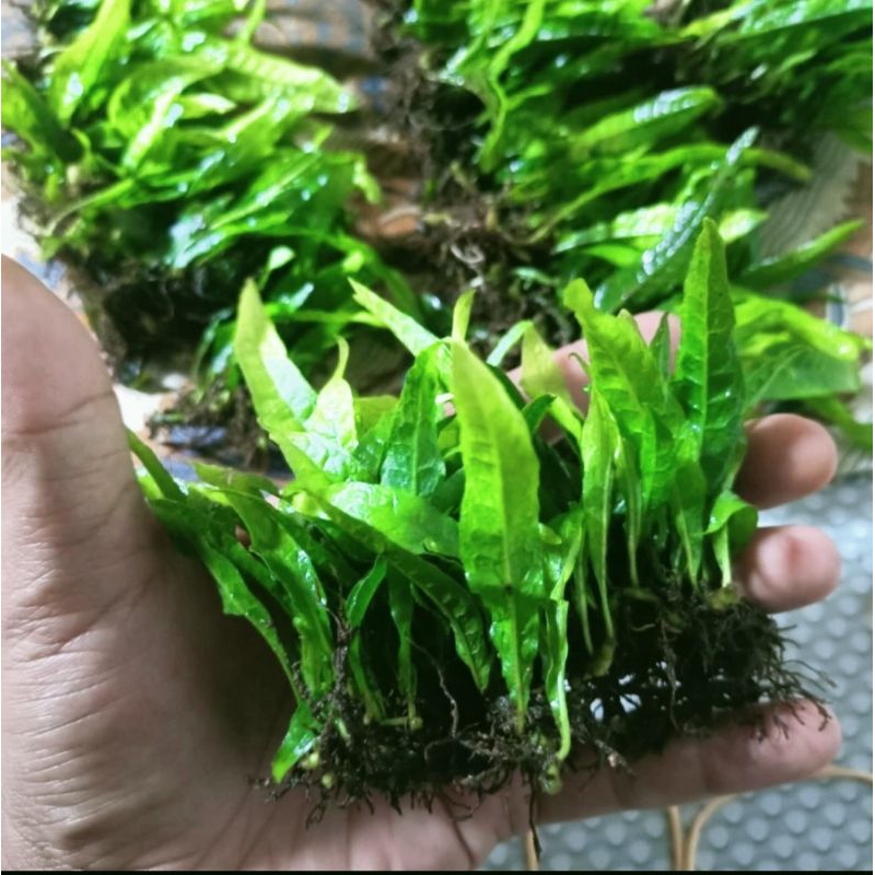 Tanaman Aquascape Java fern (kadaka)