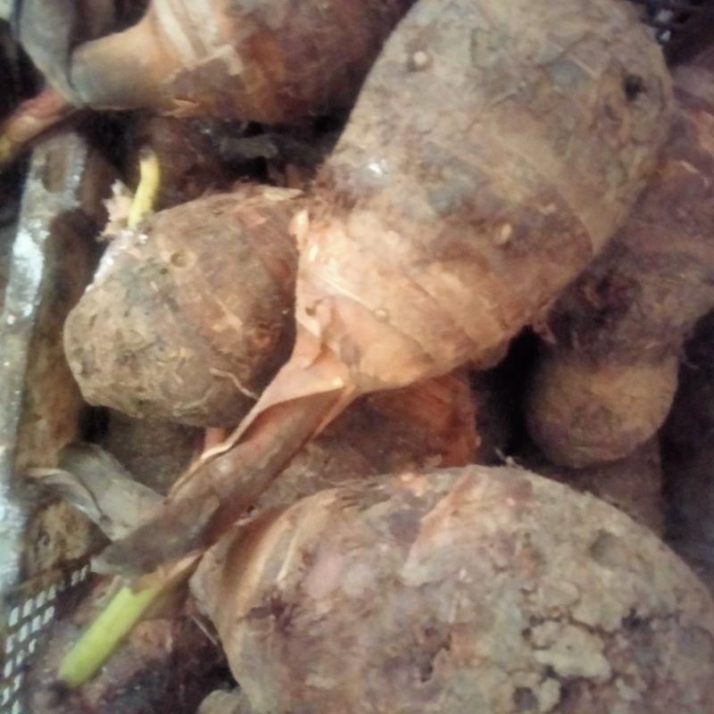 

Talas Wonogiri,1kg