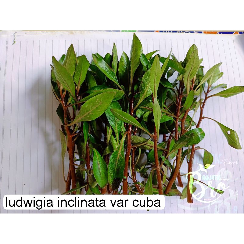 Tanaman Aquascape Ludwigia inclinata var Cuba 15 batang