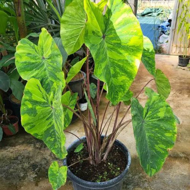 colocasia lime gecko/midori