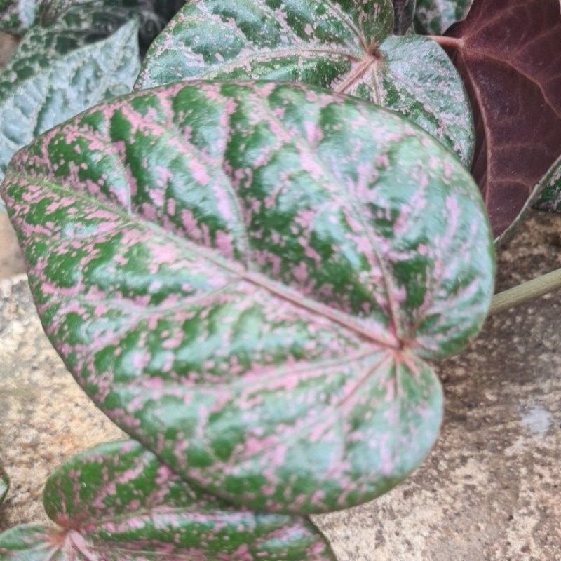 

daun suruh merah segar