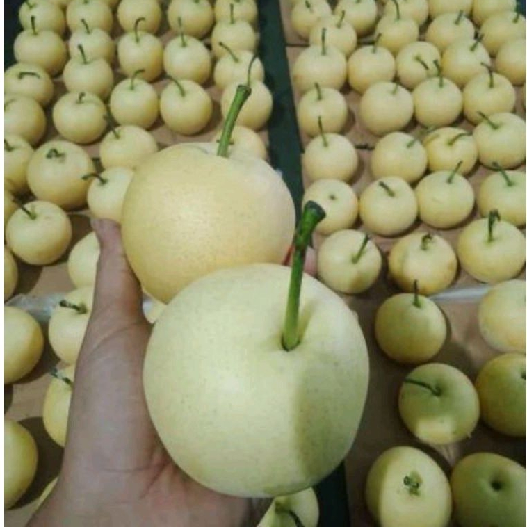 

PEAR CENTURY HARGA PER KG