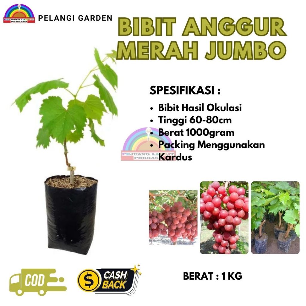 Bibit Anggur Merah Jumbo Super, Bibit Anggur Merah Jumbo Cepat Berbuah, Bibit Anggur Merah Jumbo Gra