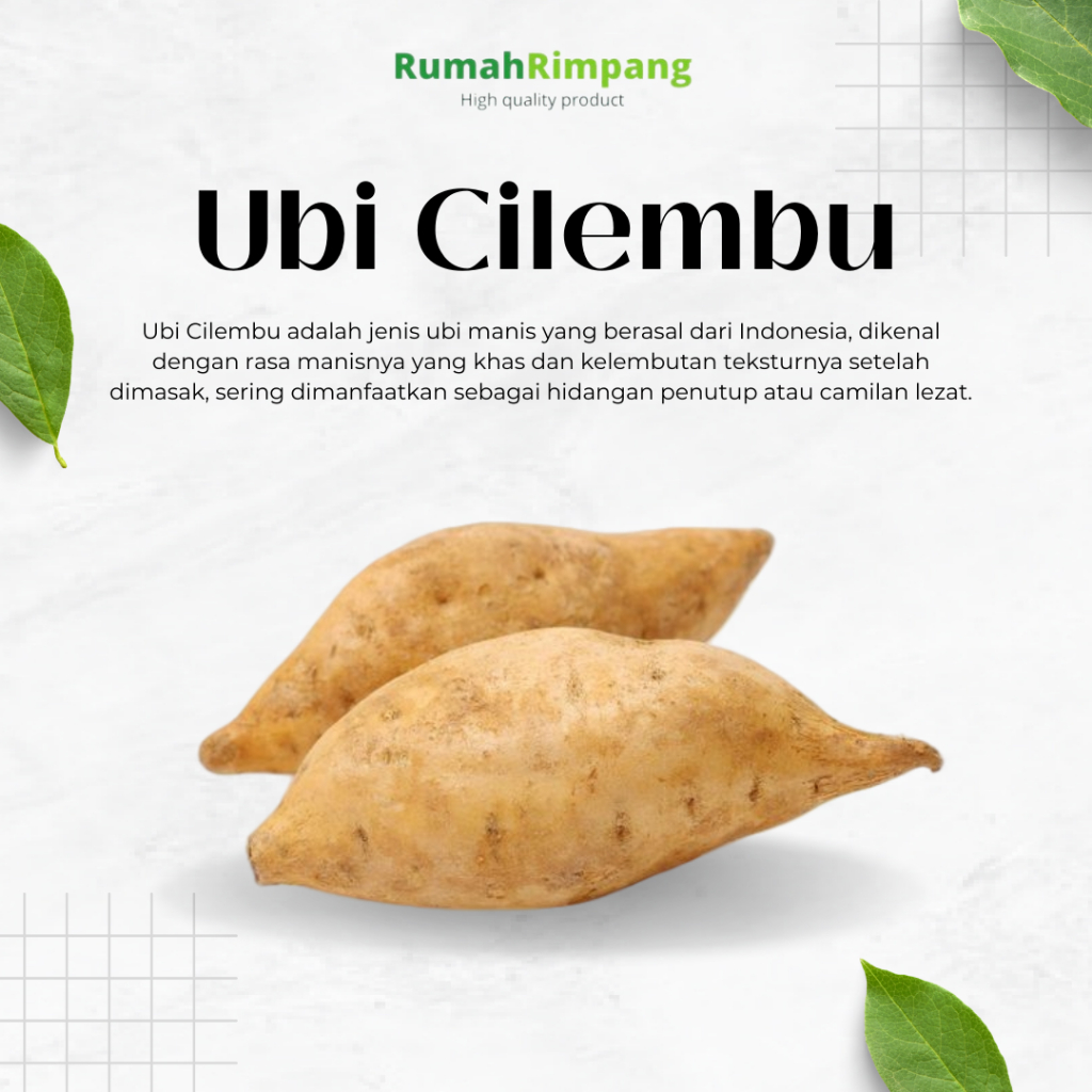 

[BISA INSTAN] JUAL FRESH UBI CILEMBU - KEMASAN 1 KG