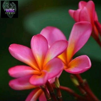 Stek Kamboja Sudamala / Pink Rubi / Plumeria Frangipani pink