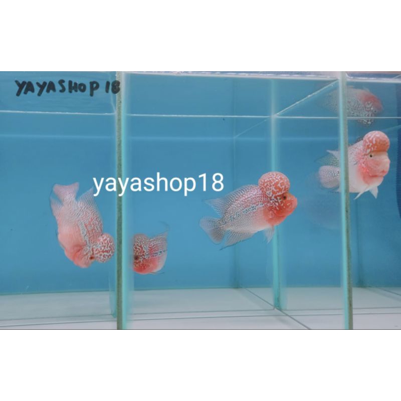 Hisperingin_ Louhan Srd / Srm Ori Kualitas Bagus Hiasan Aquarium