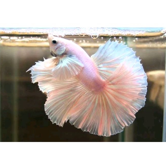 Dekorasi aquarium cupang hm hmwp halfmoon sz M rosetail