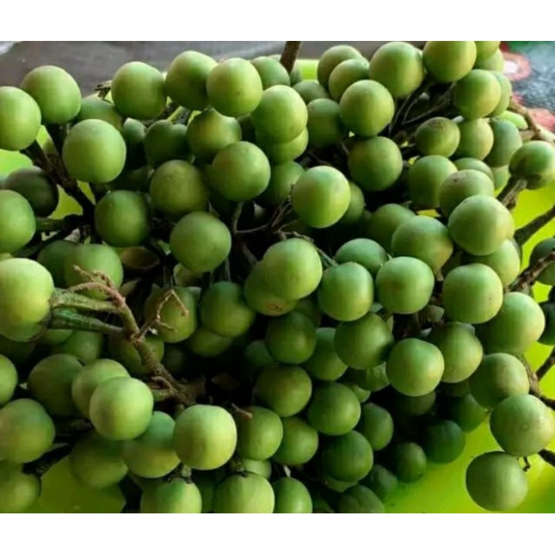 

rimbang 100gr