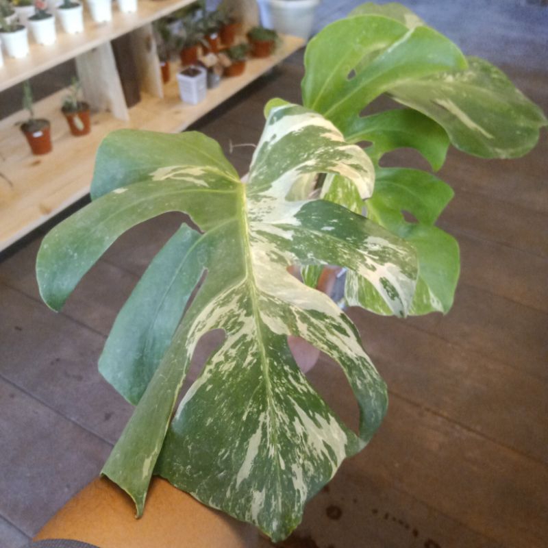 tanaman monstera varigata daun pancing