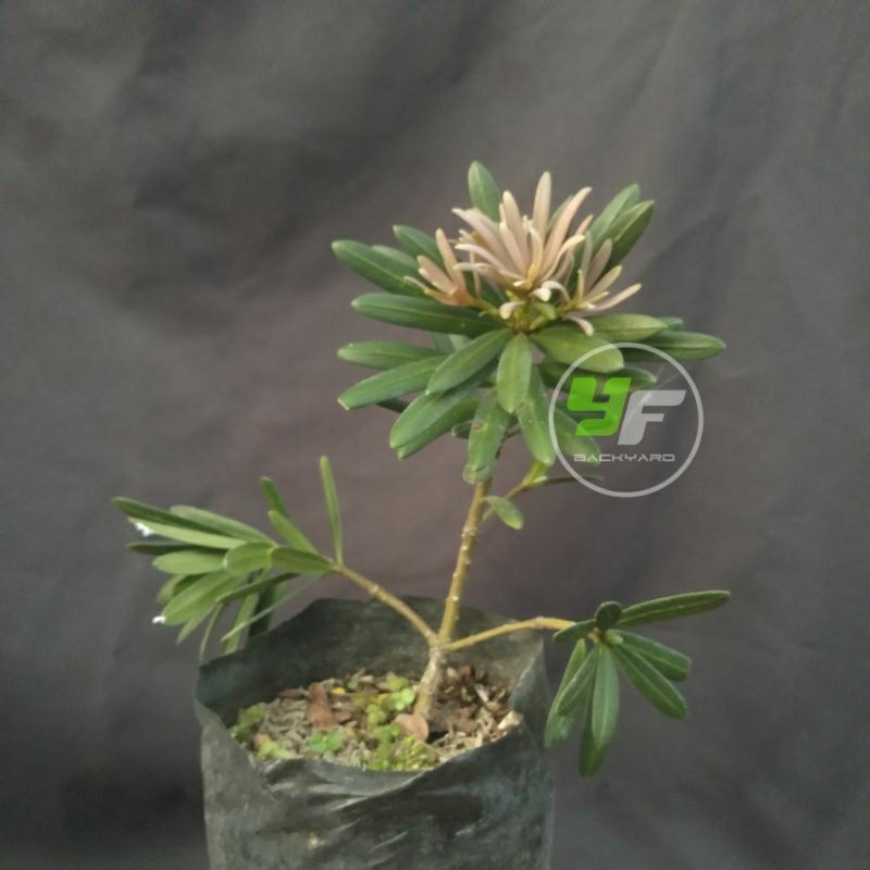 Lohansung pucuk pink / bibit bonsai