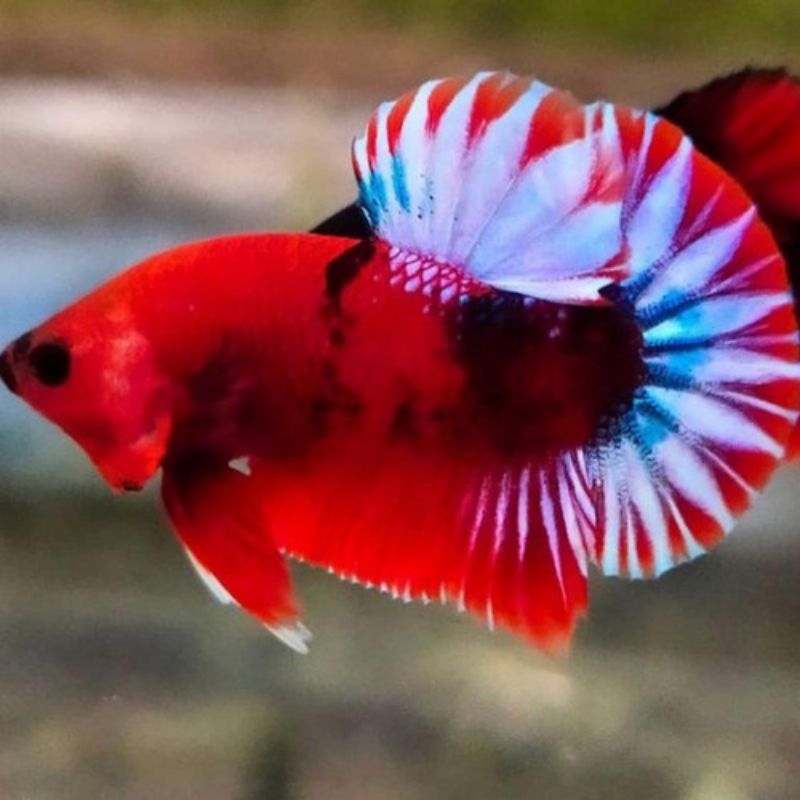 

packing cupang plakat hellboy pk helboy sz m/l berkualitas