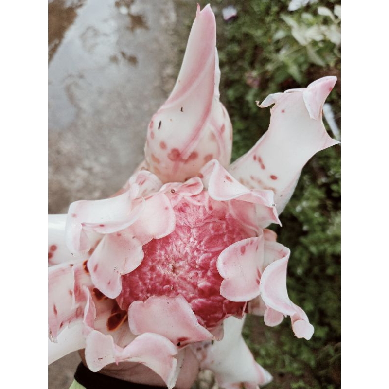 

rombeh/ bunga kecombrang honje per 1kg