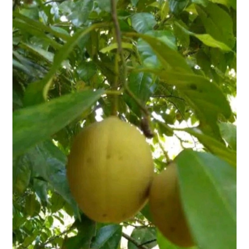 

buah pala muda fres 1 kilo