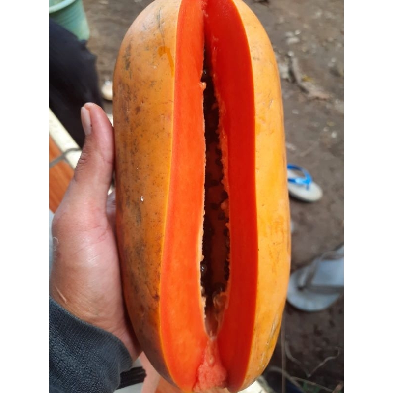 50 biji BENIH PEPAYA CALIFORNIA BENIH PEPAYA TAHAN VIRUS BENIH PEPAYA UNGGUL BIBIT PEPAYA CALIFORNIA