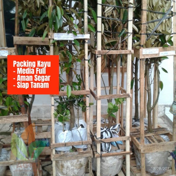 Packing Kayu Bibit Durian untuk keselamatan tanaman