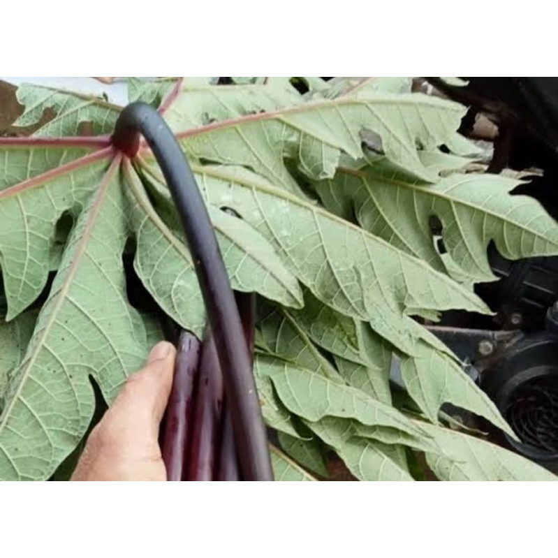 

Daun pepaya ungu segar petik langsung 250 gram-az