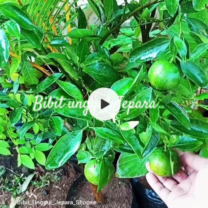 JERUK SANTANG MADU SUDAH BERBUAH