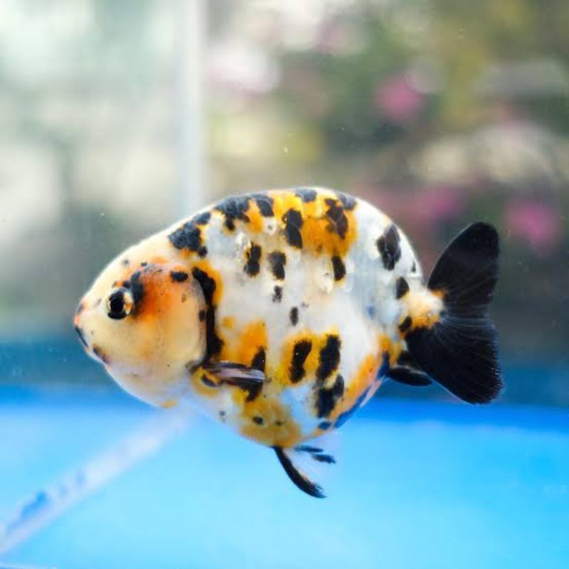 Dekorasi sapi calico kaleko ranchu tulungagung