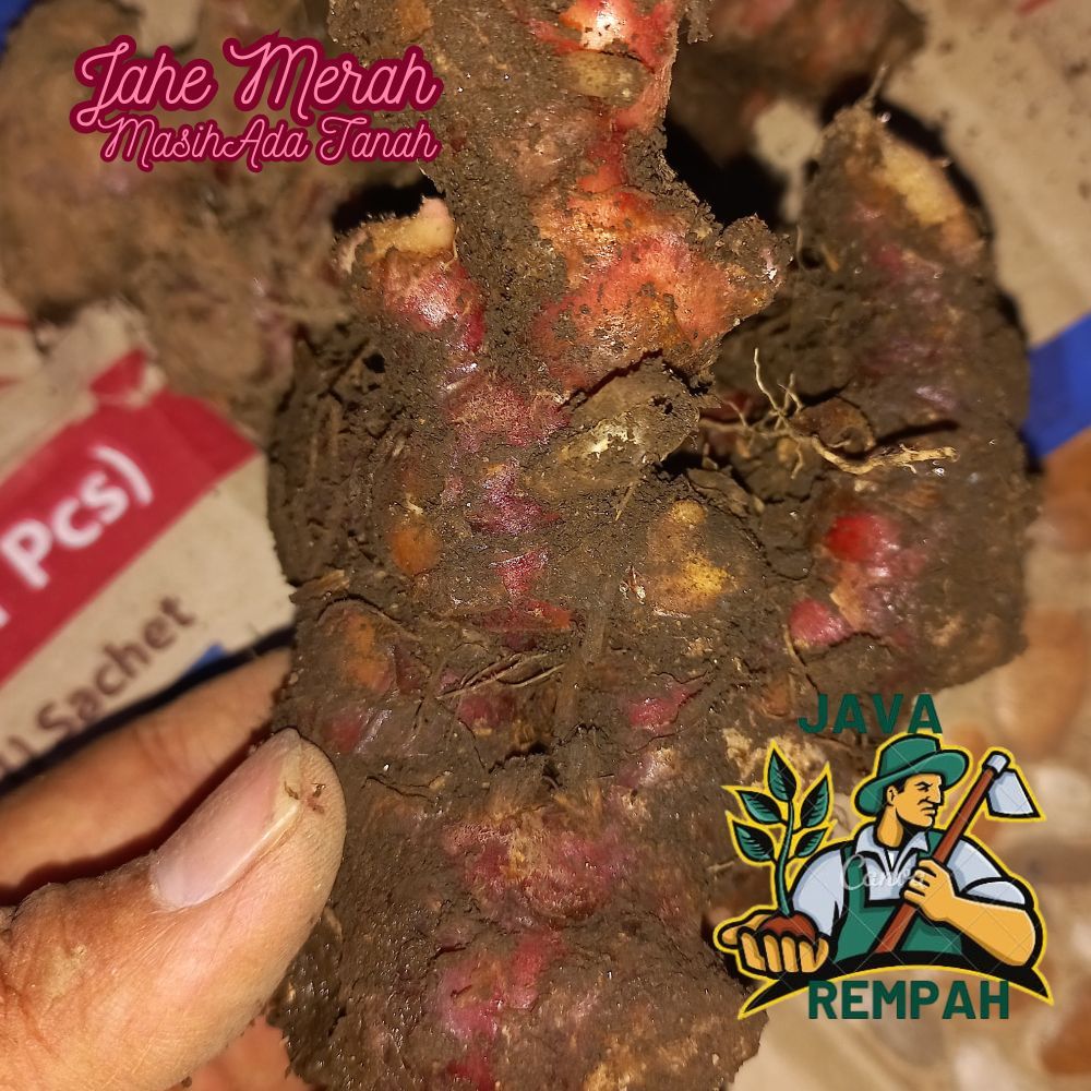 

Jahe Merah Segar 1kg masih ada tanah