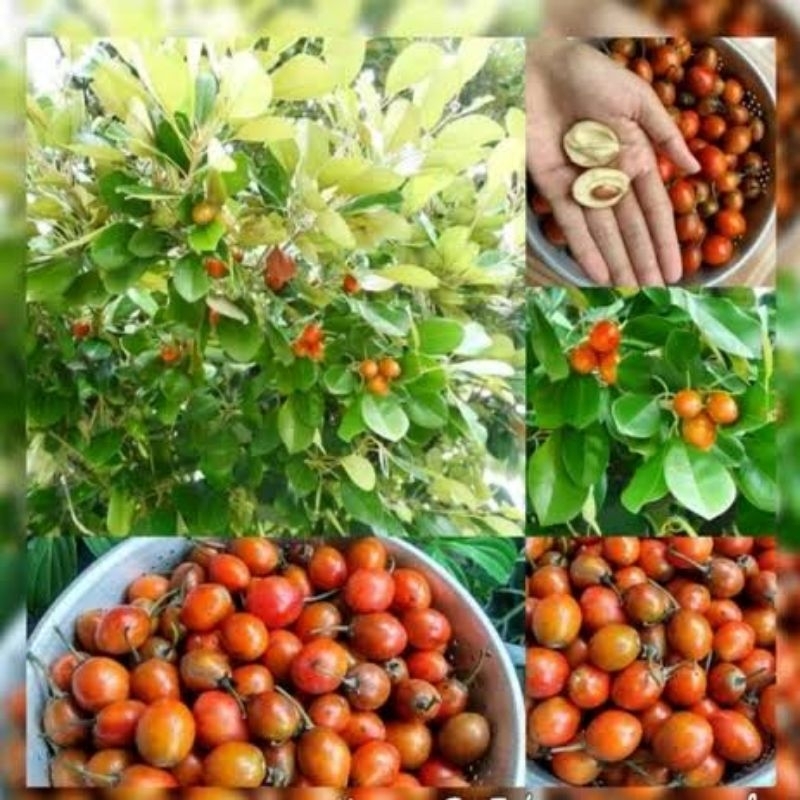 bibit tanaman benih sawo kecik/manila (bukan buahnya)