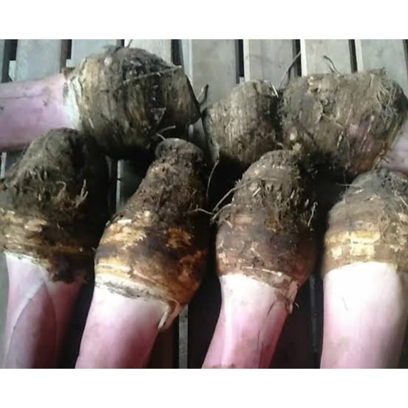 Umbi talas hitam talas wulung khusus bibit 1 kg-az