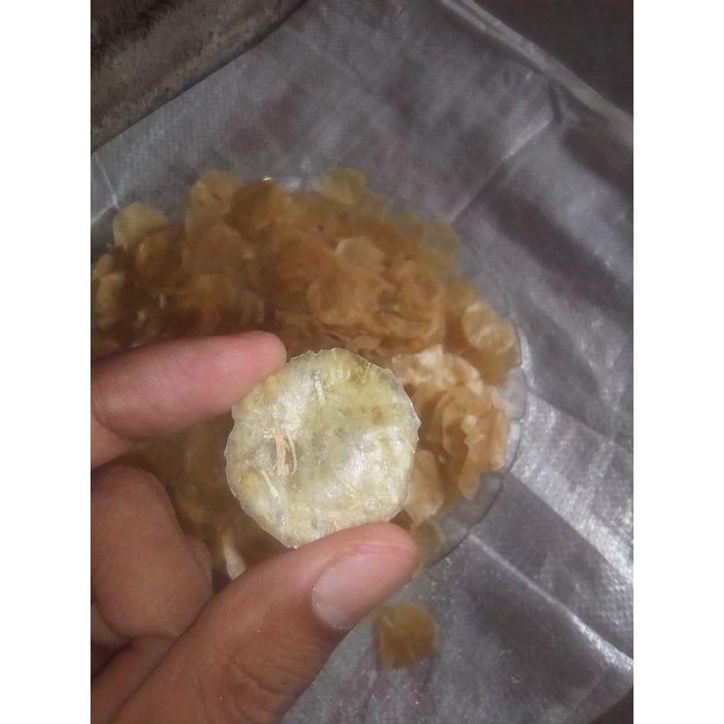 

opak mentah ukuran koin