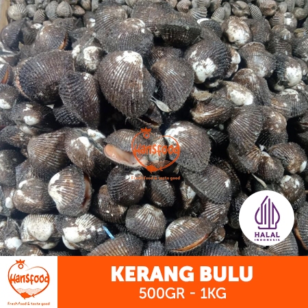 

Kerang Bulu Hidup Grade A