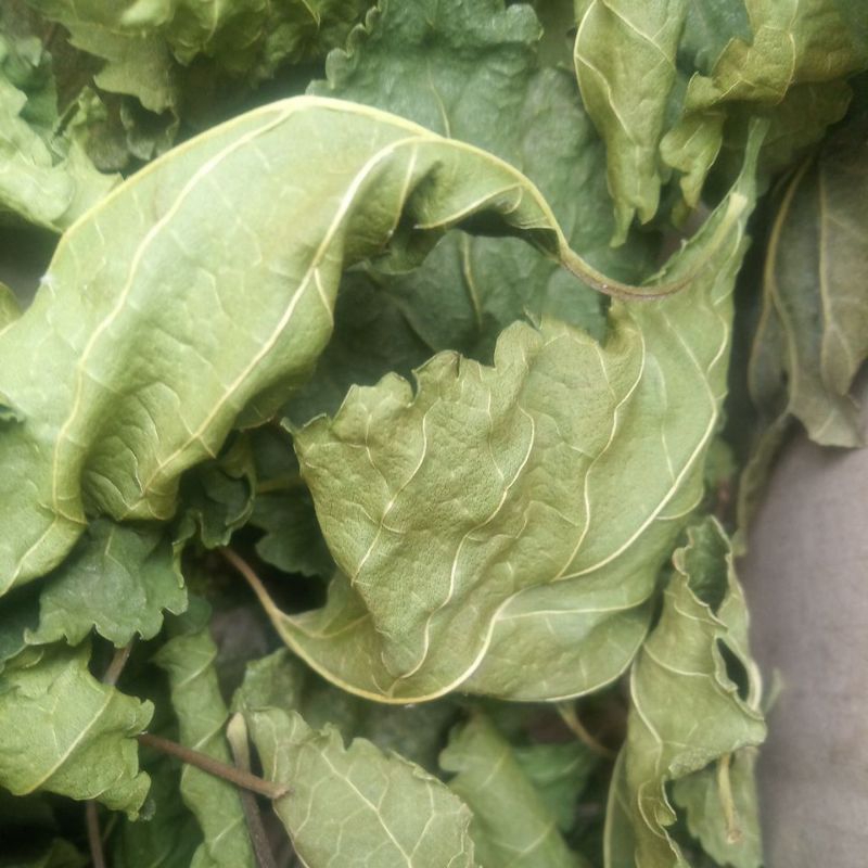 

Daun Murbei Kering mulberry