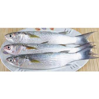 

IKAN BLANAK SEGAR _ 500gr