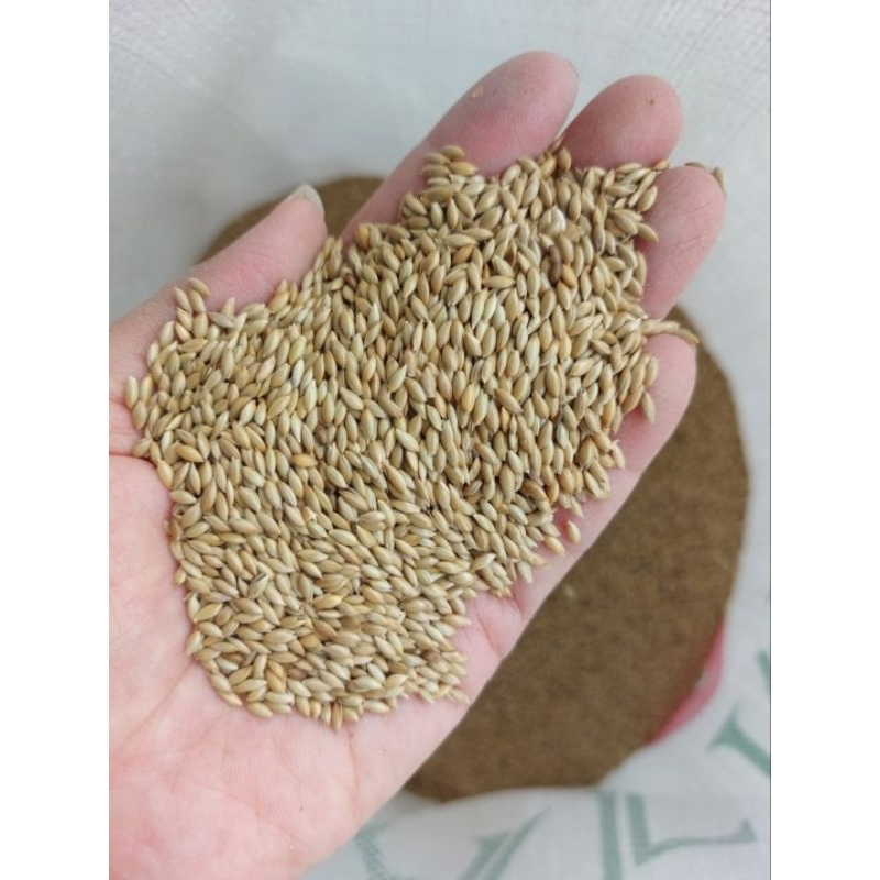 Canary Seed Import Premium 25 kg