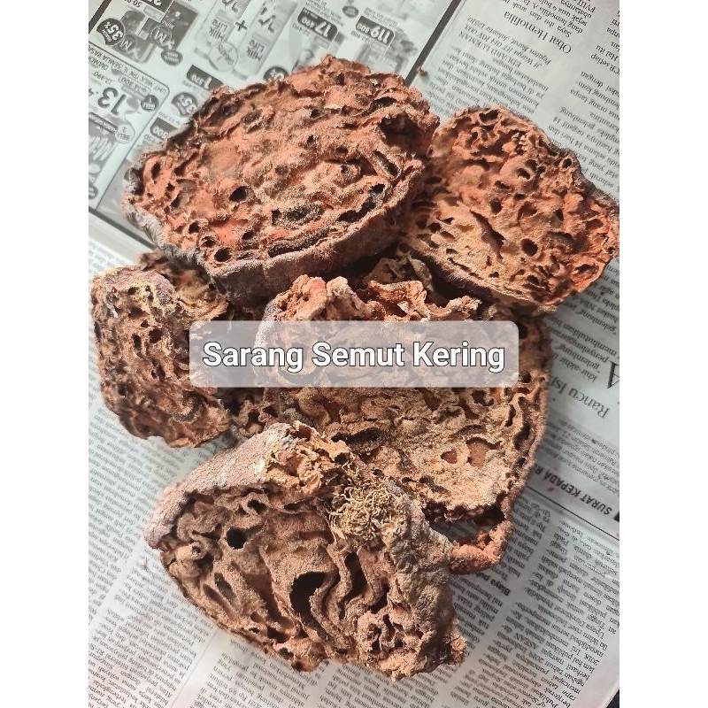 

Sarang Semut Papua kering Asli 500 gram