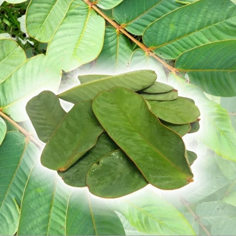 

Daun Kimanila Segar Daun Ketepeng Gelanggang Fresh 100 Gram