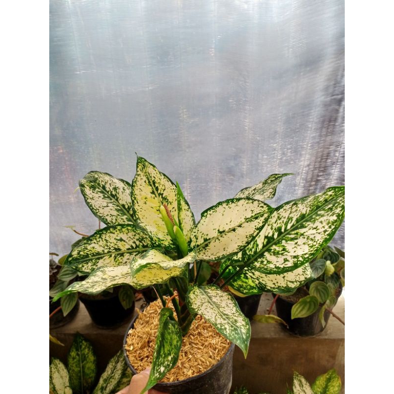 bunga aglonema snow white