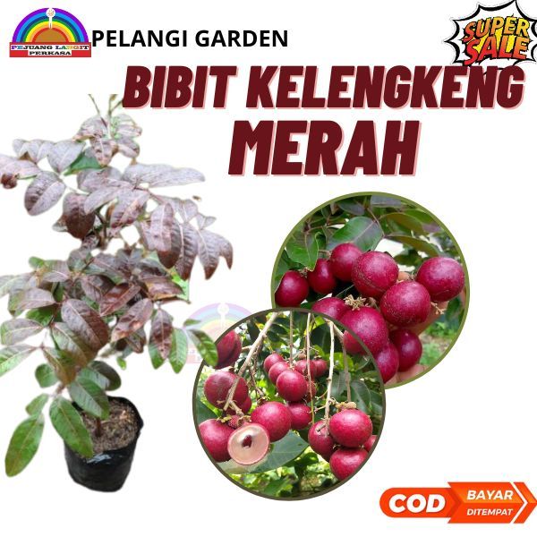 Bibit Kelengkeng Merah, Bibit Kelengkeng Merah Super, Bibit Kelengkeng Merah Manis