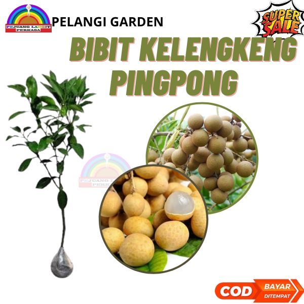 Bibit Kelengkeng Pingpong Berbuah, Bibit Kelengkeng Pingpong Super