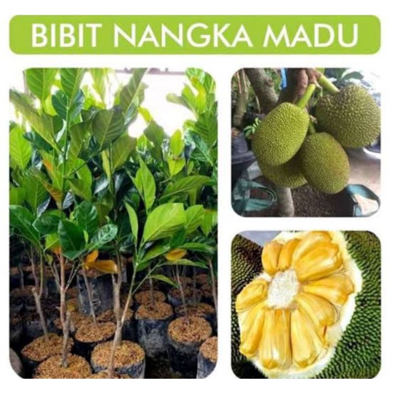bibit buah nangka madu berbuah
