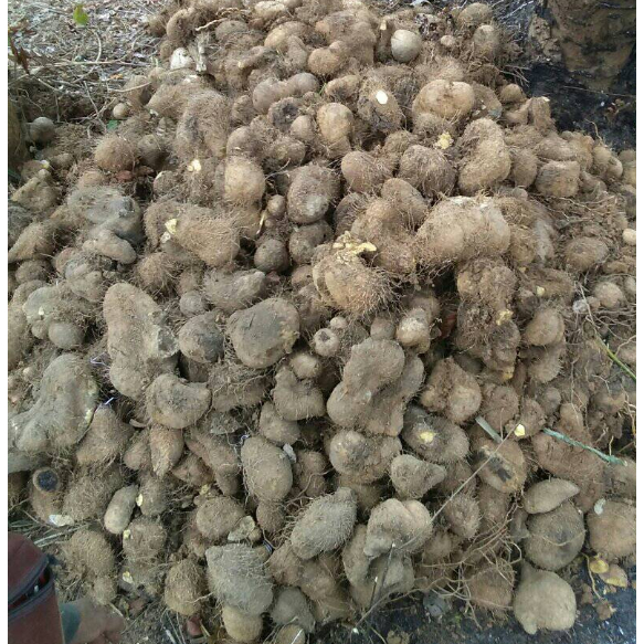 

Umbi gadung segar / Ubi gadung di panen saat order masuk