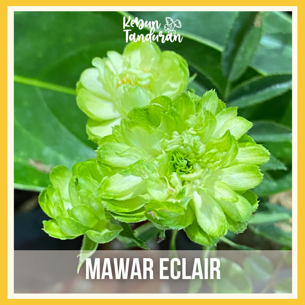 Bibit Tanaman Mawar Eclair / Eclair Green Rose / Eclair Hijau