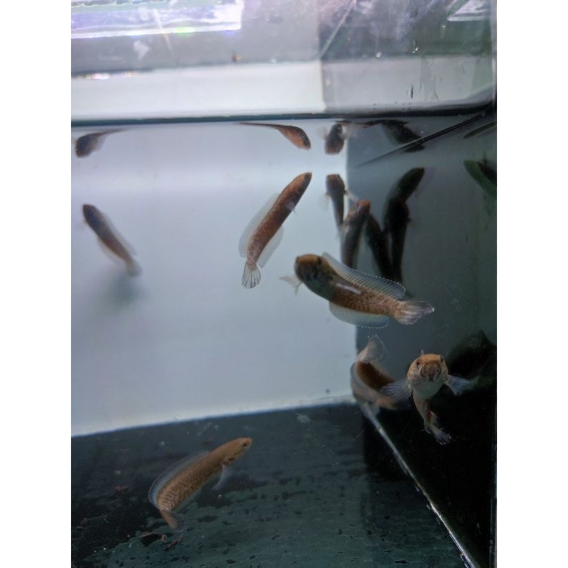 beby chana andrao grand AA+