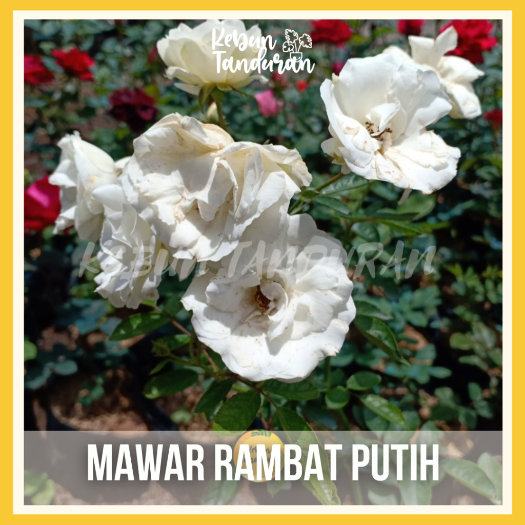 Mawar Rambat Indukan Besar Climbing Rose Aneka Warna