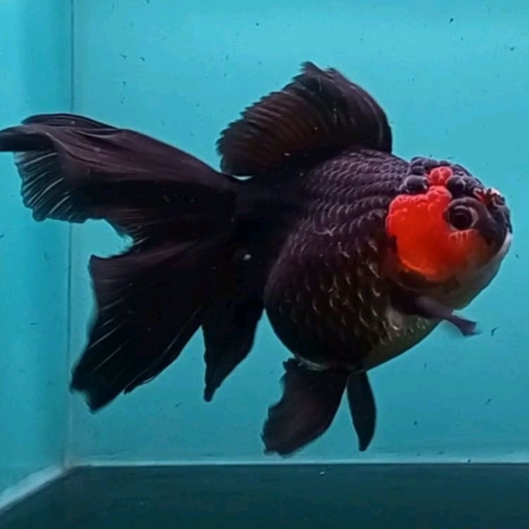 

packing oranda tancho black red berkualitas